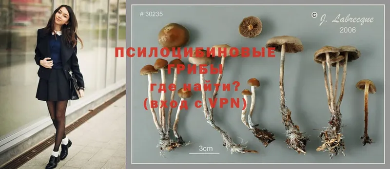 mega как войти  Буй  Галлюциногенные грибы Magic Shrooms 